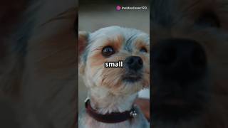 BUDDY dog animecartoon love daily smalldogviralshorts shots trending [upl. by Anyehs114]