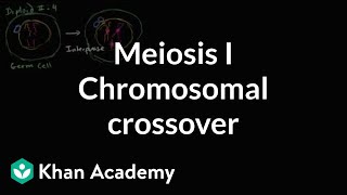 Chromosomal crossover in Meiosis I [upl. by Anassor]