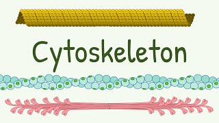 Cell Cytoskeleton Structure amp Functions  Microtubules  Thin Thick and Intermediate Filaments [upl. by Janicki140]