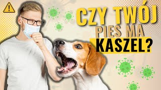 Kaszel kenelowy u Psa Posłuchaj Dietetyka Zwierzęcego [upl. by Yekcim]