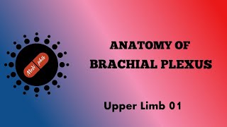 Brachial Plexus 01। Upper Limb 01 [upl. by Palua]