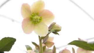 Hellebores Experts  Pine Knot Farms [upl. by Wesa]