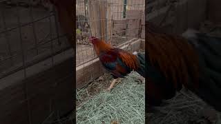 Asil stag 2024 gallos gallofino chicken farming sabong gamefowl asil [upl. by Rivalee]