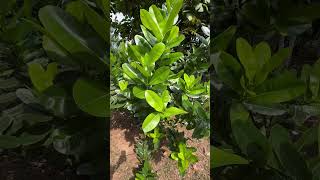 Calophyllum inophyllum a tree of coastal Odisha and helpful to mitigate cyclone cyclonedana [upl. by Maddie797]