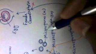 cycas part 4 life cycle Bsc 2 sem Hindi by dsp [upl. by Yrmac787]