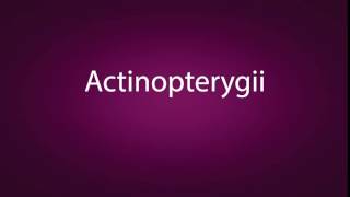 How to pronounce Actinopterygii [upl. by Evets]