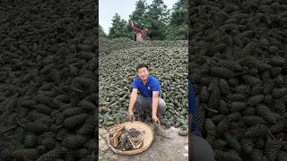 Awesome pine nuts harvesting l pine nuts harvesting 2024 reels shorts pine top satisfying [upl. by Ozen]