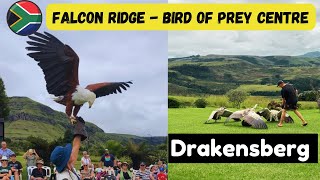 Falcon Ridge  Bird of Prey Center in Drakensberg  KZN  South Africa [upl. by Austina]