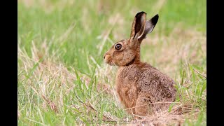 European hare  Lepus europaeus [upl. by Ecyaj]