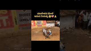 ಹೋರಿ ಲವರ್ 😎🥰 bull bulllovers jallikattu horihabba jallikattuimages horilover cow [upl. by Kreis]