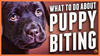 Puppy Biting Learn Bite Inhibition Training [upl. by Ynoyrb44]