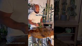 I hate thrips houseplants plantroom plantcare plantmaintenance [upl. by Silden176]