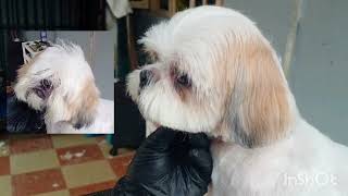 How to scissor Shih tzu face shihtzu pets petlover puppy grooming cute shihtzu smalldogbreed [upl. by Nobell]