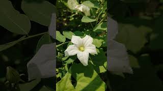 তেলাকুচো ফুলCoccinia grandis nature flowers beautiful amazing beauty village love white [upl. by Harrad807]