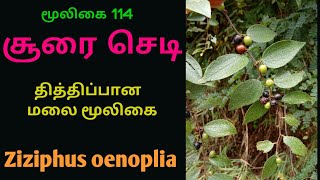 சூரை செடி மூலிகைZiziphus oenopliachoorai herbal plant [upl. by Jehiel]