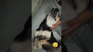 Khane ka peene ka aur sone ka bss😅😅dogsfunnyshorts [upl. by Tiernan858]