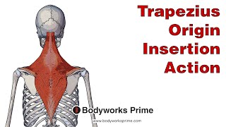 Rhomboid Minor Anatomy Origin Insertion amp Action [upl. by Nyar]