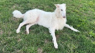 Lily the Borzoi  Discussion About the Quality of Today’s… [upl. by Bahe]