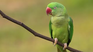 WHY are Parakeets in Britain [upl. by Athalie419]