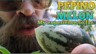 Pepino Melon and my experience so far growing them [upl. by Fanchan]