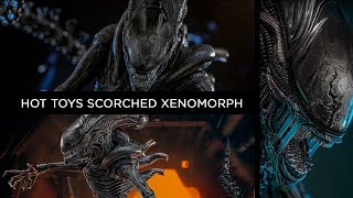 Hot toys Scorched Xenomorph Alien Romulus [upl. by Teragram]