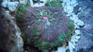 Green  Muss Mini Carpet Anemone Stichodactyla Tapetum  AquaFishVietcom [upl. by Hecker995]