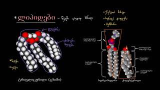 ლიპიდების შესავალი [upl. by Octavius]