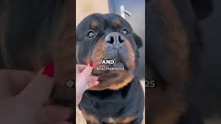 5 Things Rottweiler Owners Would Understand 🐶dog facts rottweiler shorts [upl. by Kieger]