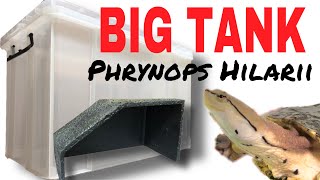 INDOOR HUGE TANK for my TURTLE【PHRYNOPS HILARII】大きな衣装ケースで亀を飼育してみるヒラリーカエルガメ [upl. by Tomkins352]