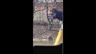 Pulling out buckthorn with skid steer [upl. by Eustasius386]