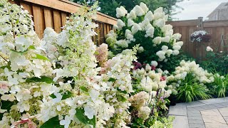 Tracy’s Midsummer Hydrangea Garden Tour with Plant Names  Mid August 2021 [upl. by Llecrad476]