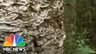 Massive Wasp Nest Removed In Florida  Archives  NBC News [upl. by Viviene955]