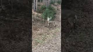 deer hunting deerhunting wildlife whitetail nature outdoors bowhunting deerseason [upl. by Titania]