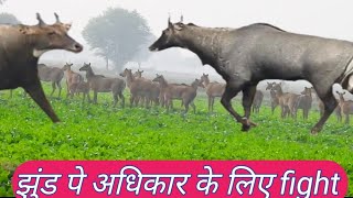 Which Nilgai is more powerful blue bull the fight for right or leadership [upl. by Bazluke]