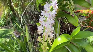 Aerides odorata [upl. by Dwayne]