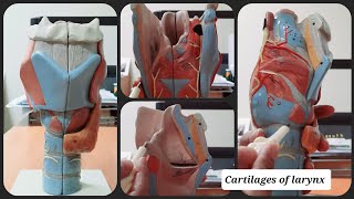 Cartilages of Larynx  Thyroid  Epiglottis  Cricoid  Arytenoid  Corniculate  Cuneiform [upl. by Adeirf961]