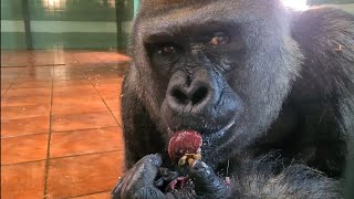 Silverback Gorilla Eats Up Close [upl. by Lucinda689]