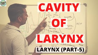 CAVITY OF LARYNX LARYNX PART 5 [upl. by Akerdna744]