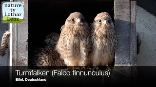 Turmfalke Falco tinnunculus [upl. by Retha]