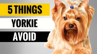 5 Things You Must Never Do to Your Yorkshire Terrier [upl. by Airotahs831]