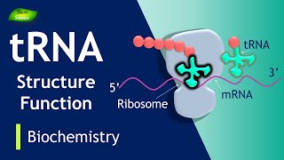 tRNA  tRNA Charging  tRNA Function  BIOCHEM I PART7  Protein Synthesis Basic Science Series [upl. by Verada]