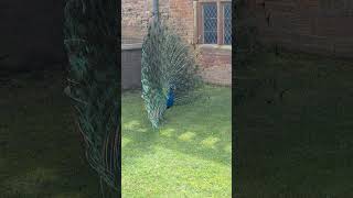 Peacock at Powis Castle 2024 [upl. by Batsheva]