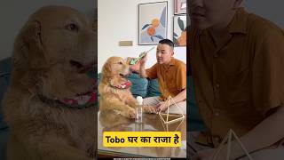 🐕Tobo घर का राजा  mini wood toy  woodworking art skill  hand crafts shorts pets [upl. by Oiril]