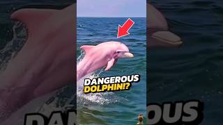 If You See A Pink Dolphin RUN IMMEDIATELY😨🐬shorts dolphin viral [upl. by Yenaiv]