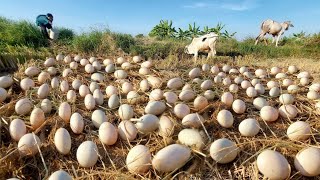 Top video fishing  a fisherwoman pick a lots of duck eggs on straw at field near road by best hand [upl. by Edmund]