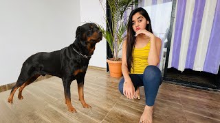 Finally New Family Member Most Aggresive And Expensive Rottweiler Dog Came Home  Bindass Kavya Vlog [upl. by Welby]