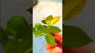 Mandevilla Dipladenia Propagation in 5 Easy Steps [upl. by Willette]