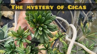 The Mystery of Dorstenia Gigas [upl. by Correy]