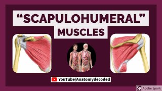 Scapulohumeral muscles  Muscles around the shoulder  Anatomy Decoded  Anatomy Lectures [upl. by Nioe]