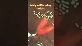 Molly sailfin balon sunkist [upl. by Goodspeed962]